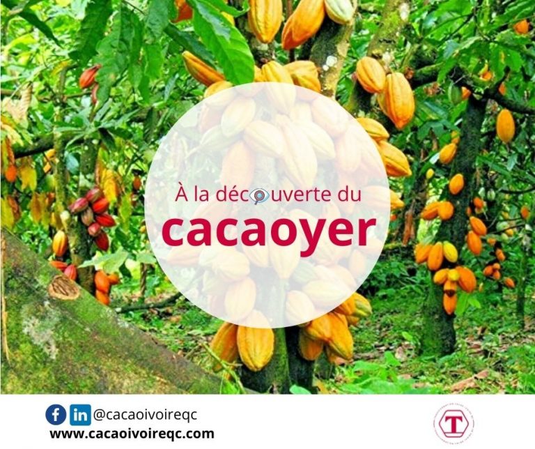 cacaoyer